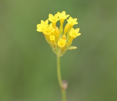 Sebaea leiostyla