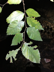 Planera aquatica