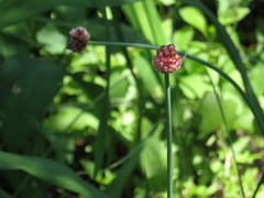 Allium macrostemon