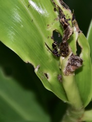 Ropalidia erythrospila