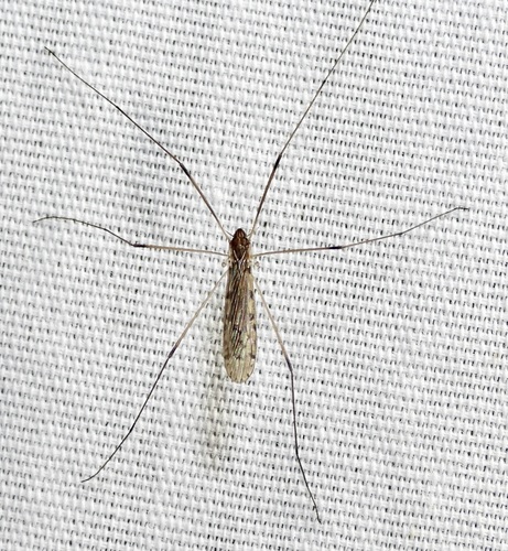 Unknown species found near 545 Pecan Dr, St Gabriel, LA 70776, USA