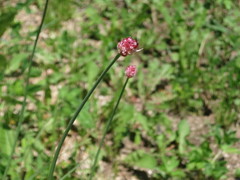 Allium macrostemon