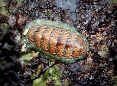 Tonicella