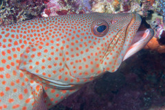 Anyperodon leucogrammicus