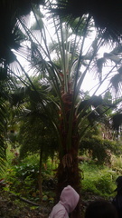 Livistona chinensis
