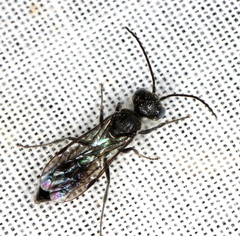 Thynnoidea