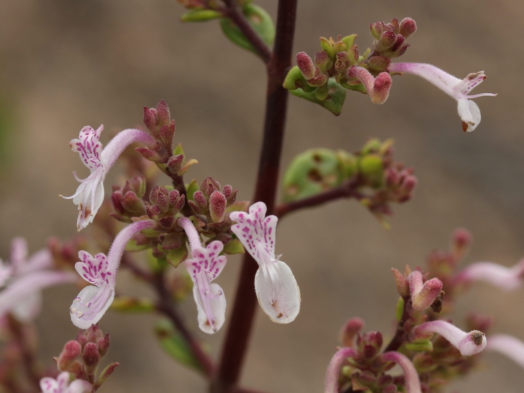 Littleleaf Rocksage