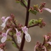 Littleleaf Rocksage - Photo (c) Sharon Louw, some rights reserved (CC BY-NC), uploaded by Sharon Louw