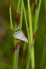Adeixis inostentata