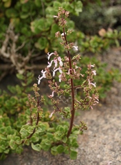 Aeollanthus parvifolius