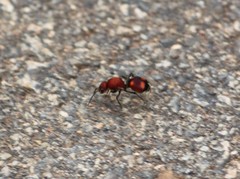 Dasymutilla quadriguttata