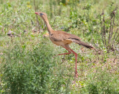 Red-legged Seriema