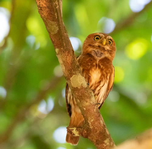Ferruginous Pygmy-Owl
