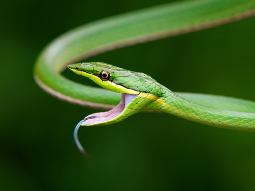 Pointed Snake, Uromacer oxyrhynchus
