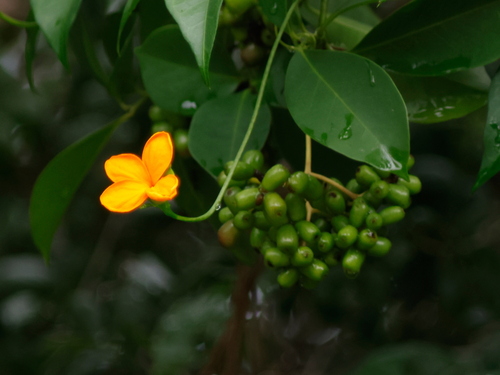 Psiguria pedata