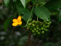 Psiguria pedata