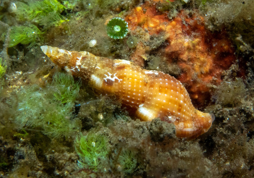 Colubraria obscura observed 2025-11-03
