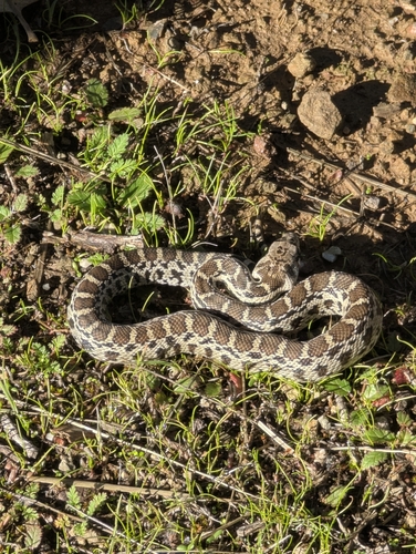 iNaturalist observation photo of Pacific Gopher Snake