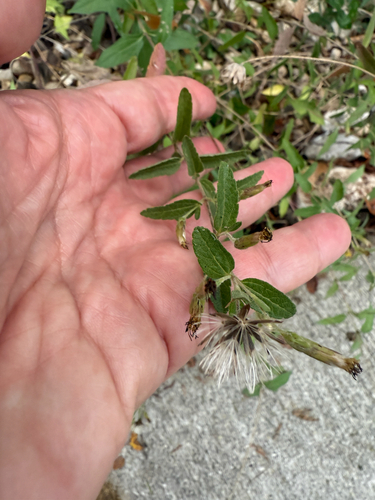 Hill Country Brickellbush (Brickellia cylindracea)
