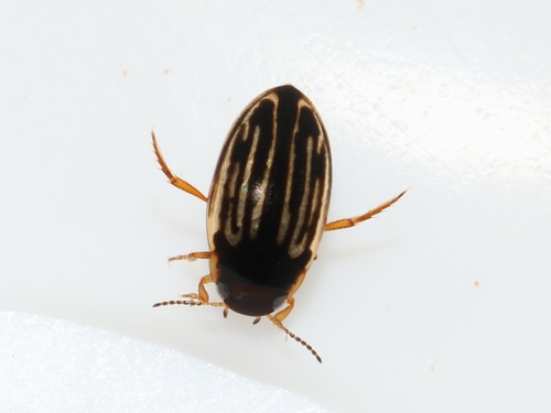 Graptodytes flavipes