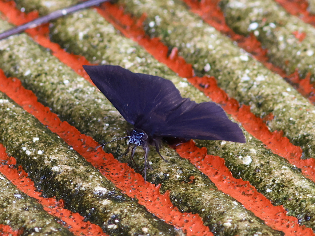 Caribbean Duskywing