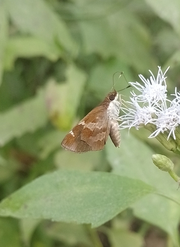 Violet-patched Skipper (Monca crispinus)