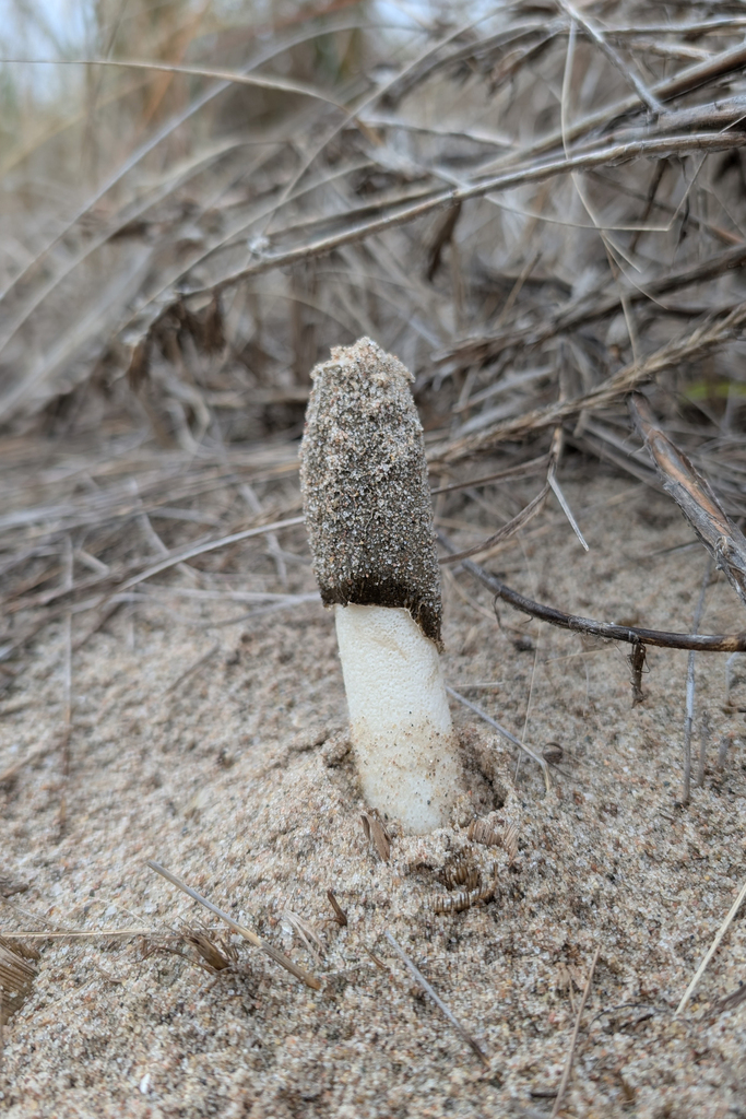 Phallus hadriani · November 2025 · photo: © kristofz (iNaturalist, cc-by)