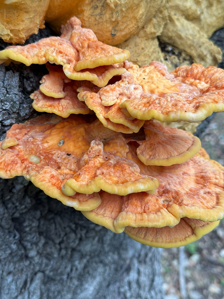 Laetiporus sulphureus · November 2025 · photo: © idclaire (iNaturalist, cc-by)