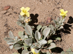 Physaria kingii