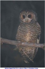 Strix rufipes