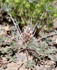 Lupinus lepidus utahensis