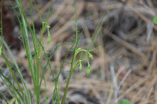 nodding microseris (Microseris nutans)