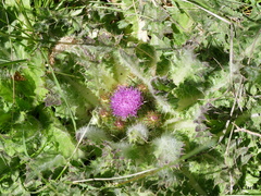 Cirsium scariosum congdonii