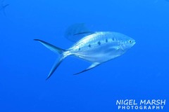 Trachinotus coppingeri