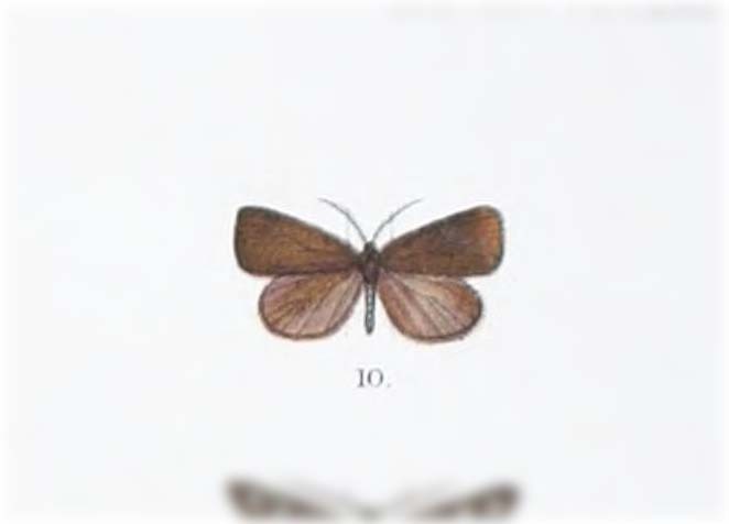 Heteropan cupreatus