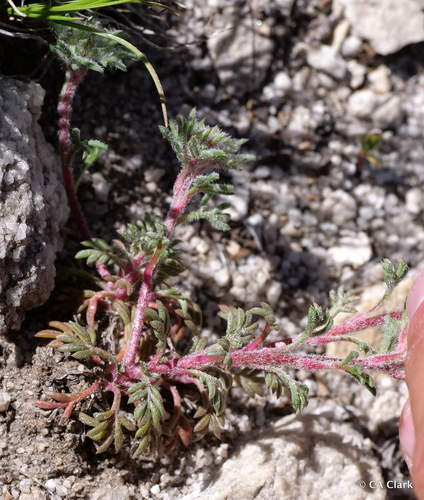 Ipomopsis congesta ssp. palmifrons