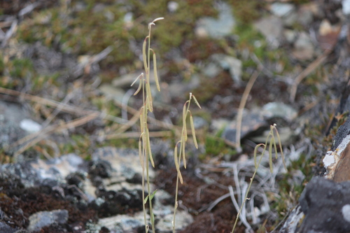 dropseed rockcress (Boechera pendulocarpa)