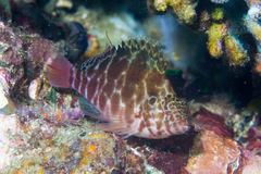 Cirrhitichthys aprinus