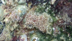 Botryllus