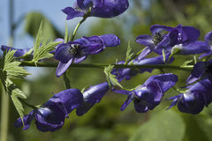 Aconitum fischeri