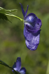 Aconitum fischeri