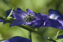 Aconitum fischeri