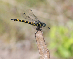Paragomphus capricornis