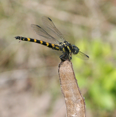 Paragomphus capricornis