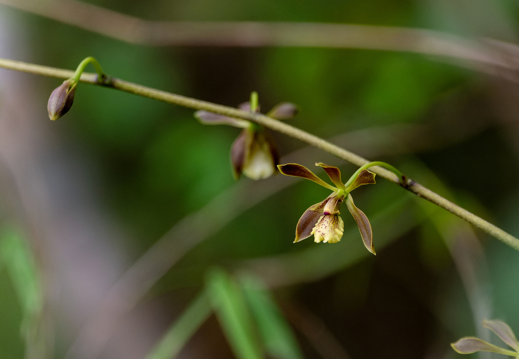 Encyclia thrombodes (Rchb.f.) Schltr. 3
