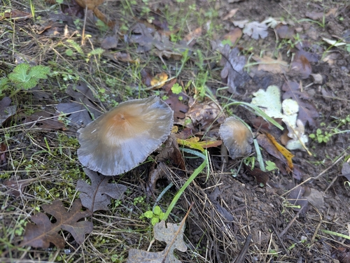iNaturalist observation photo of Waxcaps
