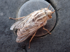 Ectenopsis mackerrasi