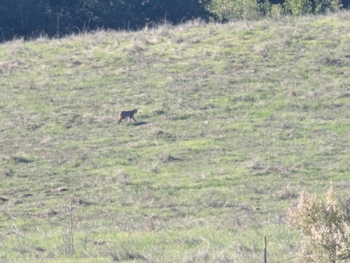 iNaturalist observation photo of Western Bobcat