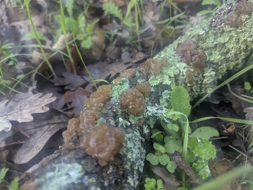 iNaturalist observation photo of Myxarium
