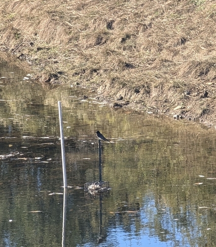 iNaturalist observation photo of Black Phoebe